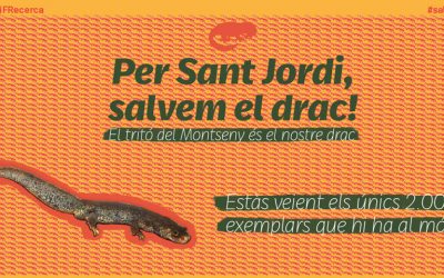 L’FCRi dedica Sant Jordi al tritó del Montseny, el nostre drac